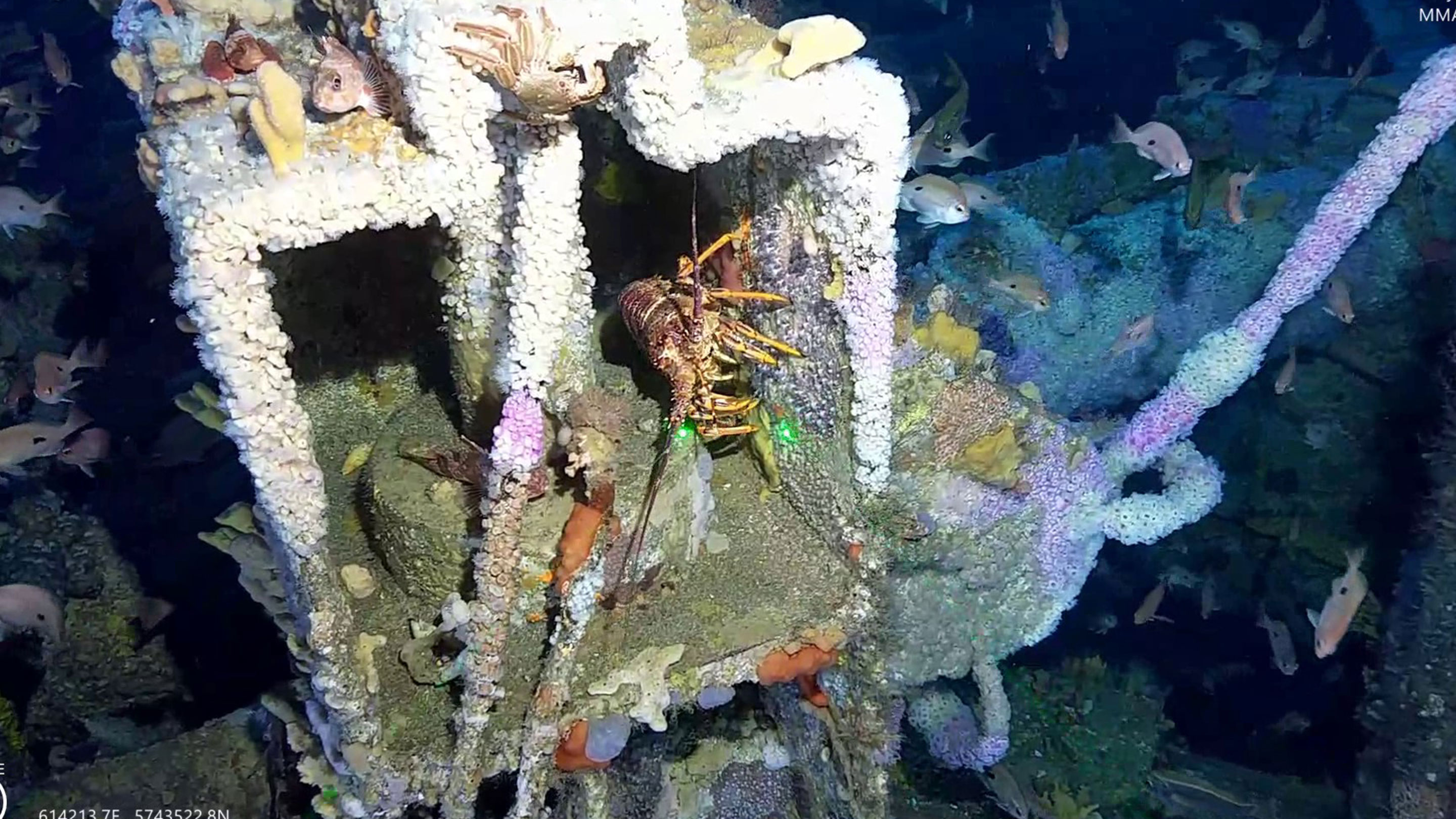 Image A Southern Rock Lobster at 56.7 metres deep under the platform Cobia.