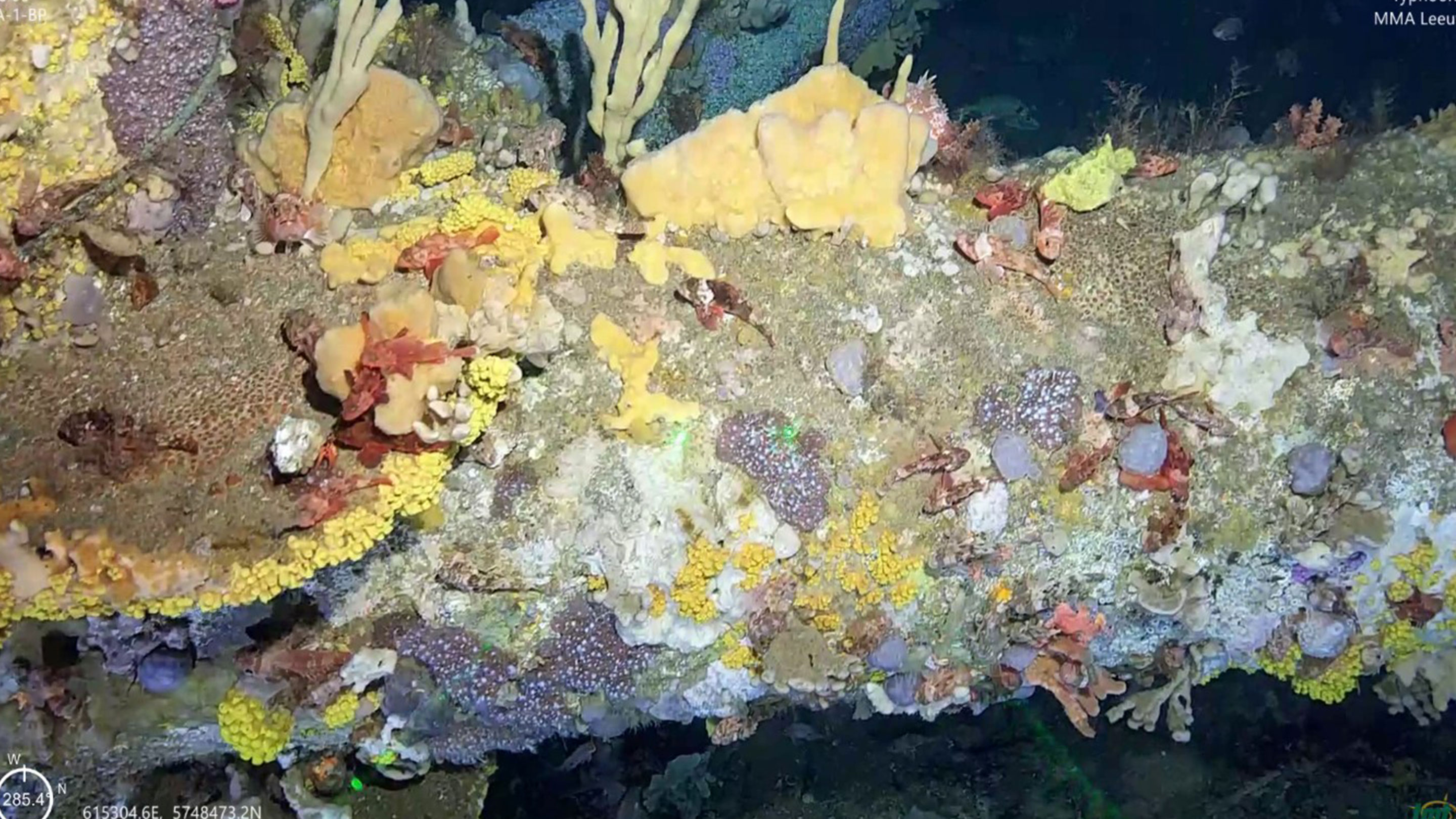 Image Flora and fauna observed 70 metres deep under the offshore platform Halibut, captured by a remotely operated vehicle (ROV).