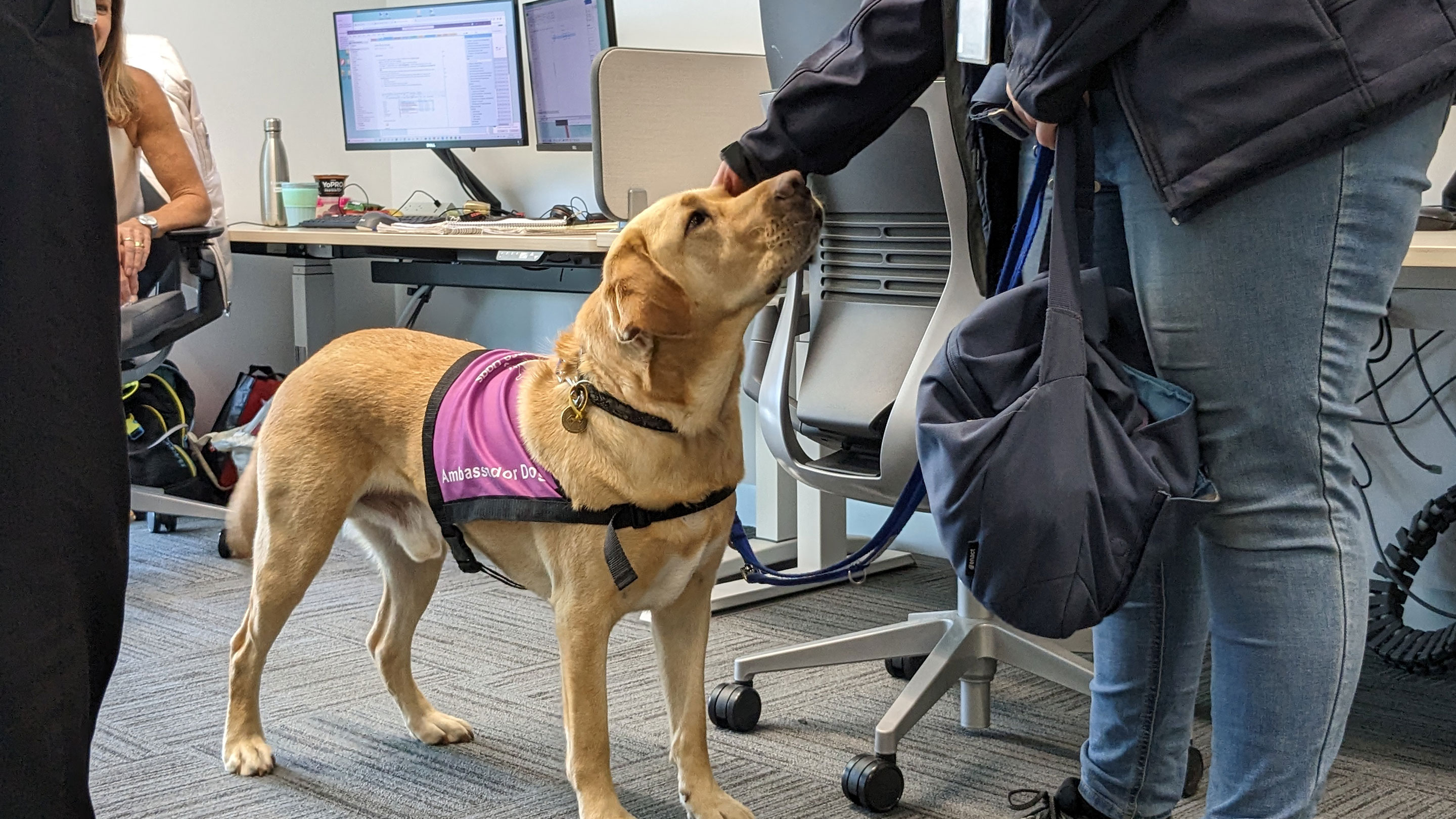 Image Assistance Dogs Australia brings Snowy in to ExxonMobil Australia's head office for a visit.