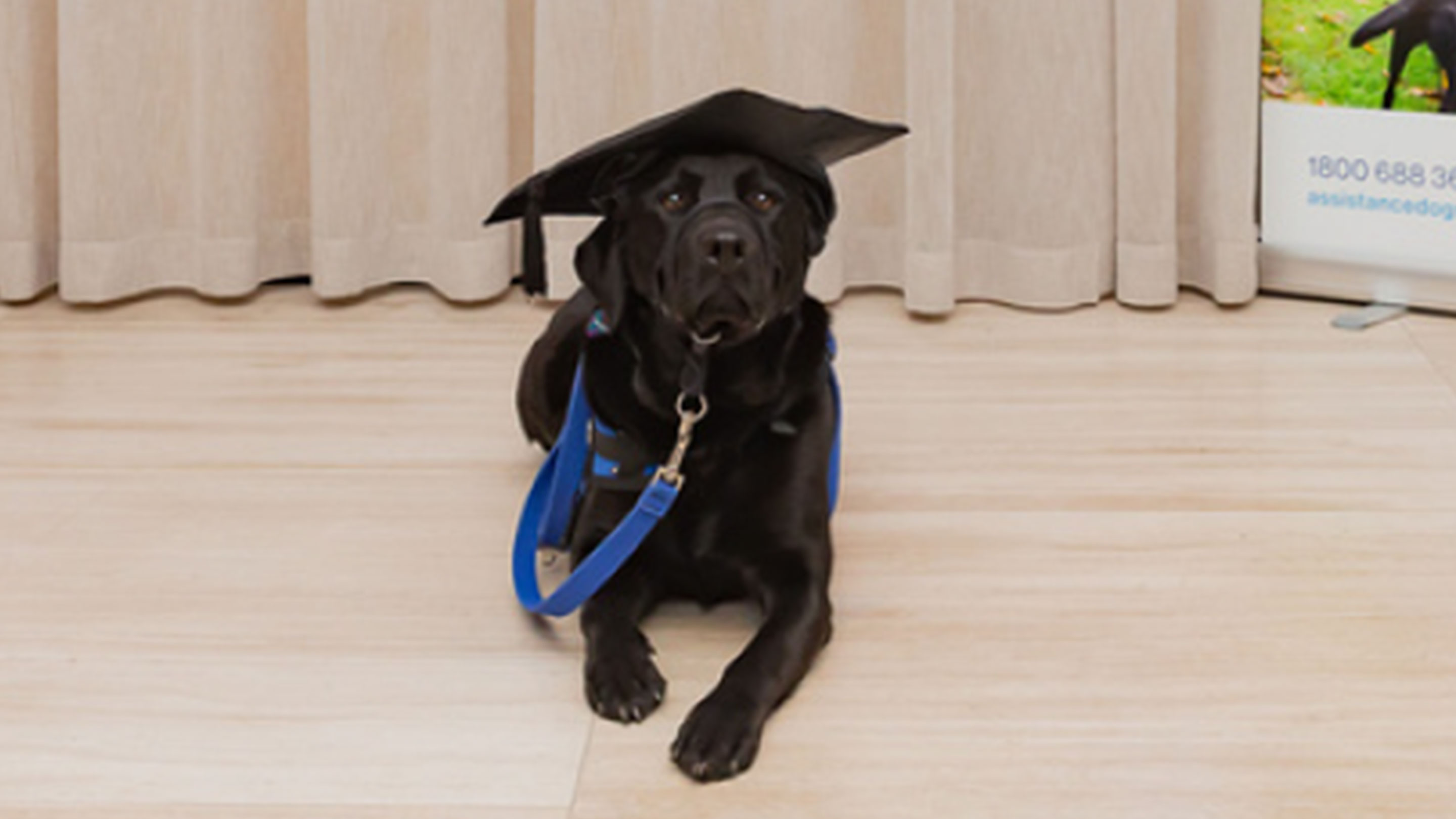 Image Scout graduating from training as a highly skilled and fully qualified Autism Assistance Dog