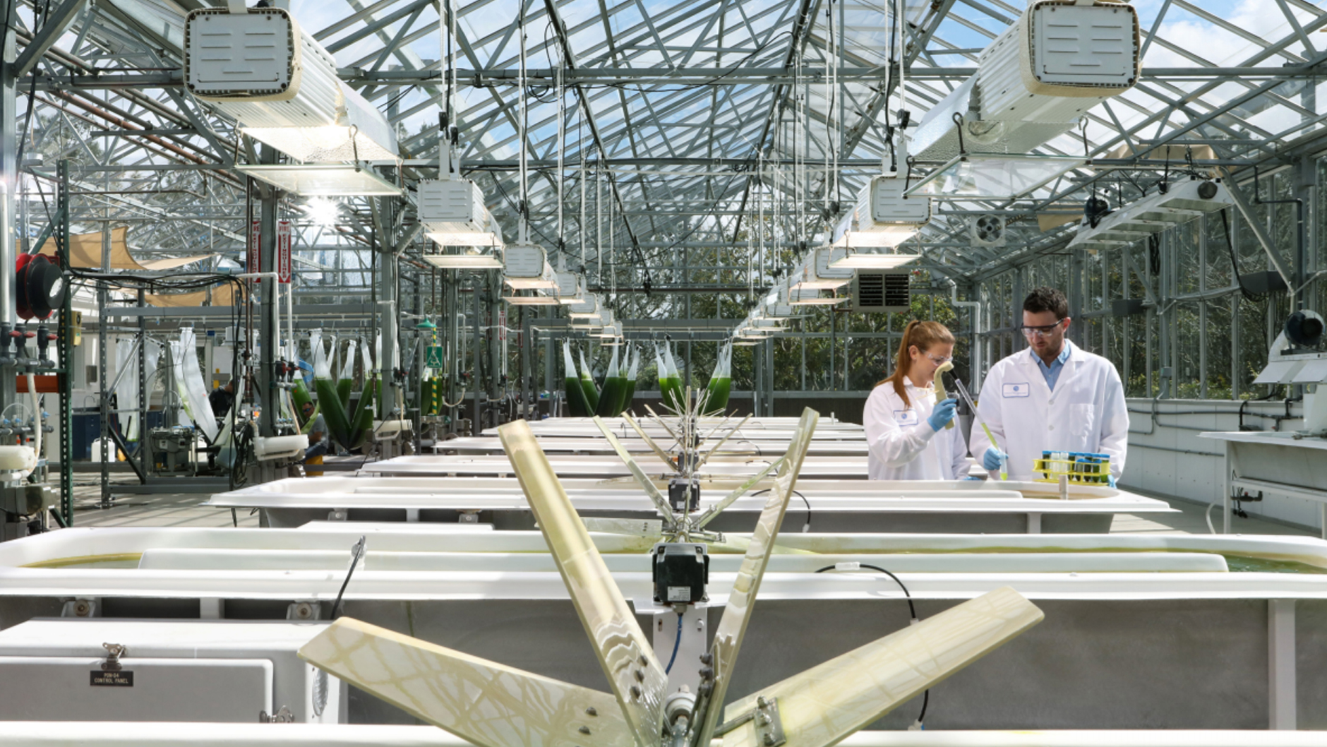 Scientists working with algae in a lab