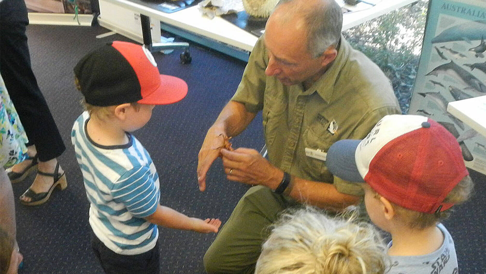 Image Photo  Children get up close to snakes, frogs, lizards and stick insects in an interactive display at Altona Library.